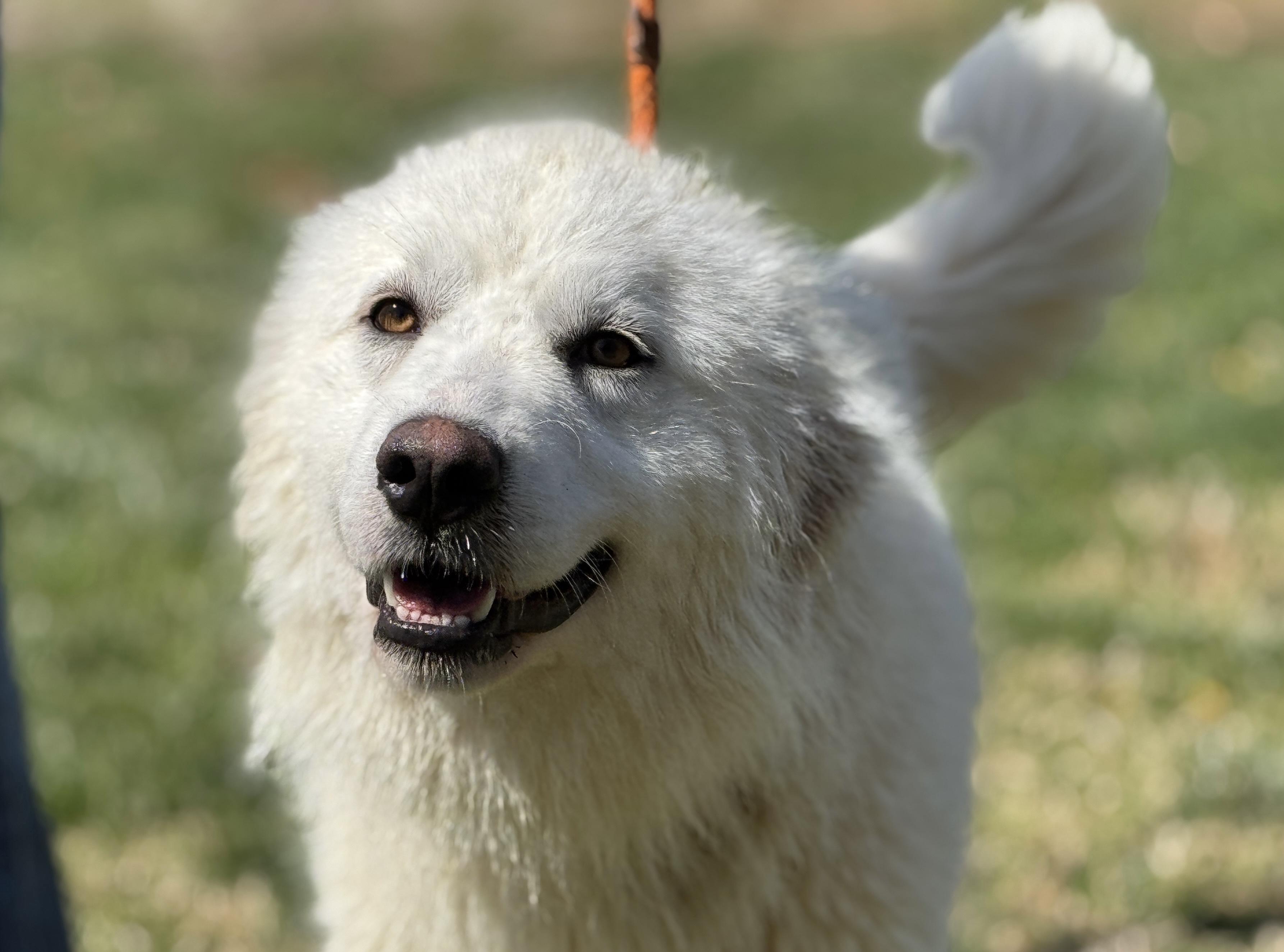 Enlarge April, an adopted Great Pyrenees in Midlothian, VA image 6/6
