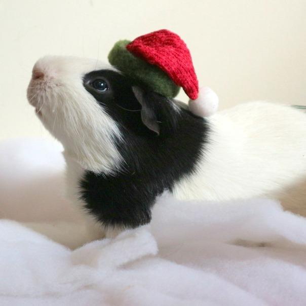 Orion-In foster, Adoptable, Adult Male Guinea Pig.