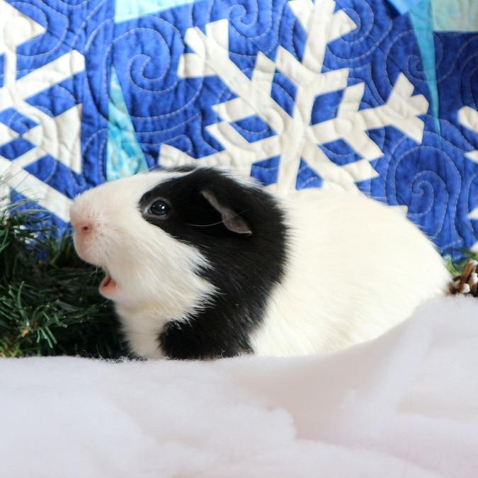 Enlarge Orion-In foster, a Adoptable Guinea Pig in Springfield, MA image 2/4