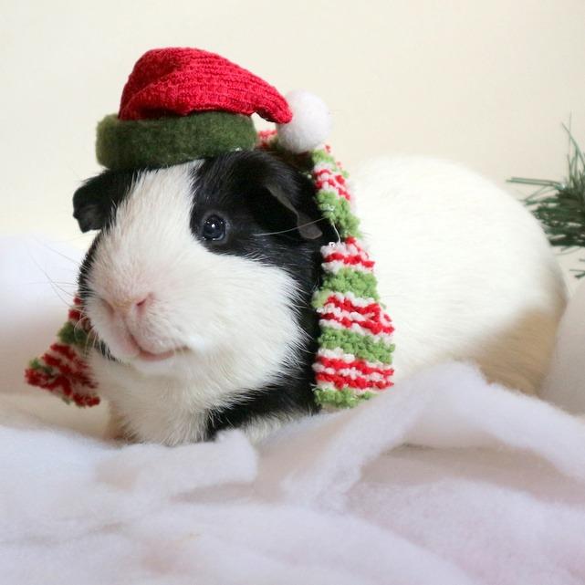 Enlarge Orion-In foster, a Adoptable Guinea Pig in Springfield, MA image 3/4