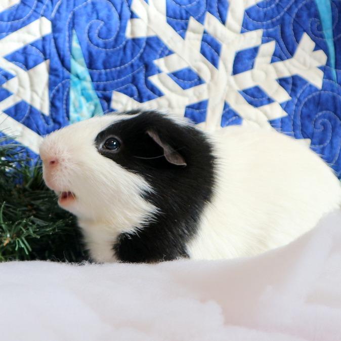 Enlarge Orion-In foster, a Adoptable Guinea Pig in Springfield, MA image 4/4