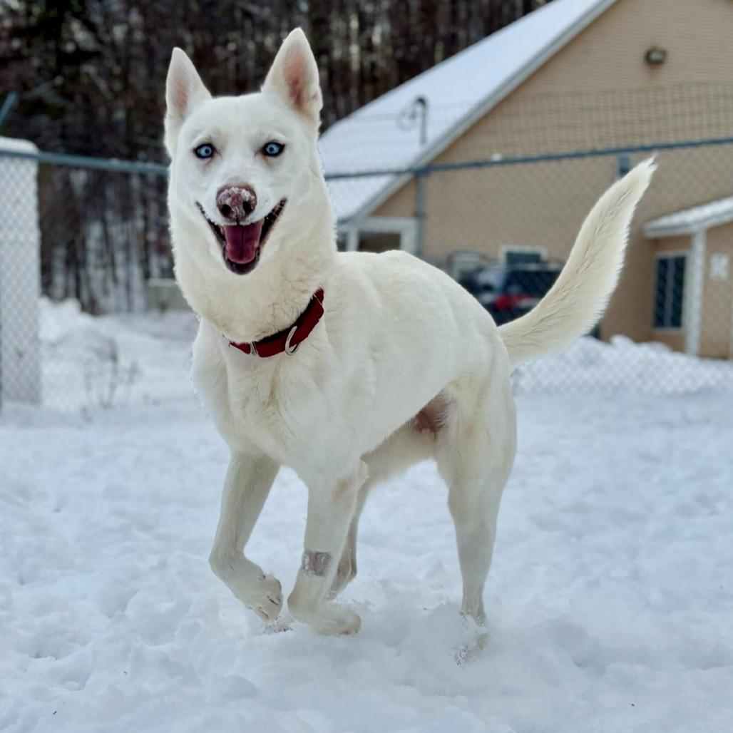 Gladys, a Adoptable Husky in Enfield, NH image 2/4