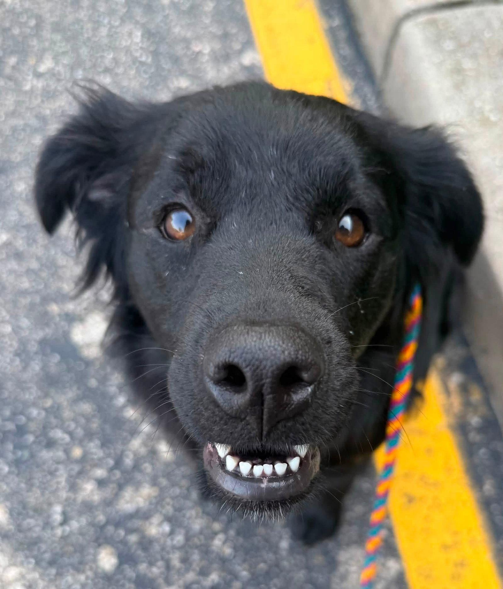 Andromeda, a Adopted Labrador Retriever in Germantown, OH image 1/3