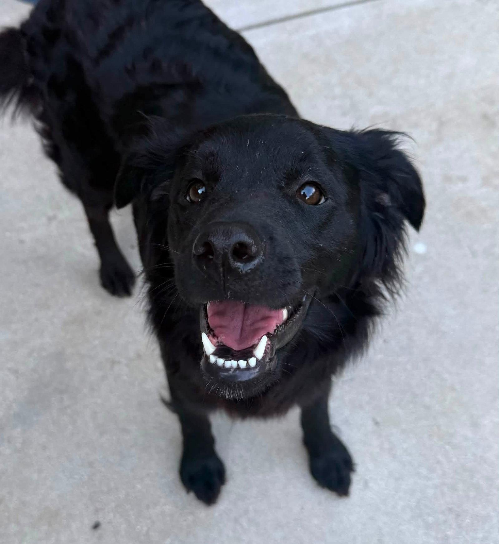 Andromeda, a Adopted Labrador Retriever in Germantown, OH image 2/3