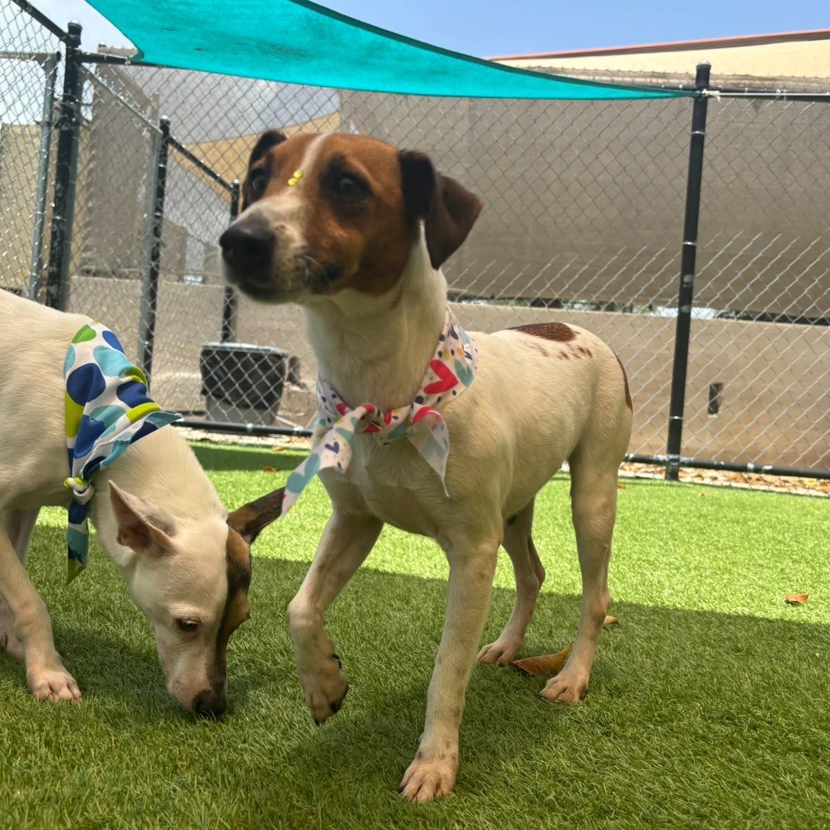 Enlarge Moana, a Adopted Rat Terrier in Philadelphia, PA image 6/6