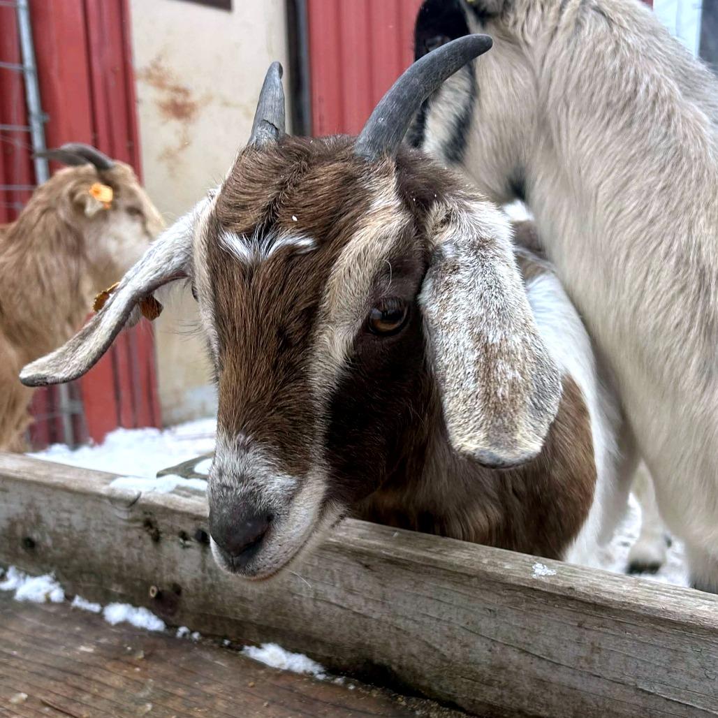 Edith, Adoptable, Adult Female Goat & Goat.