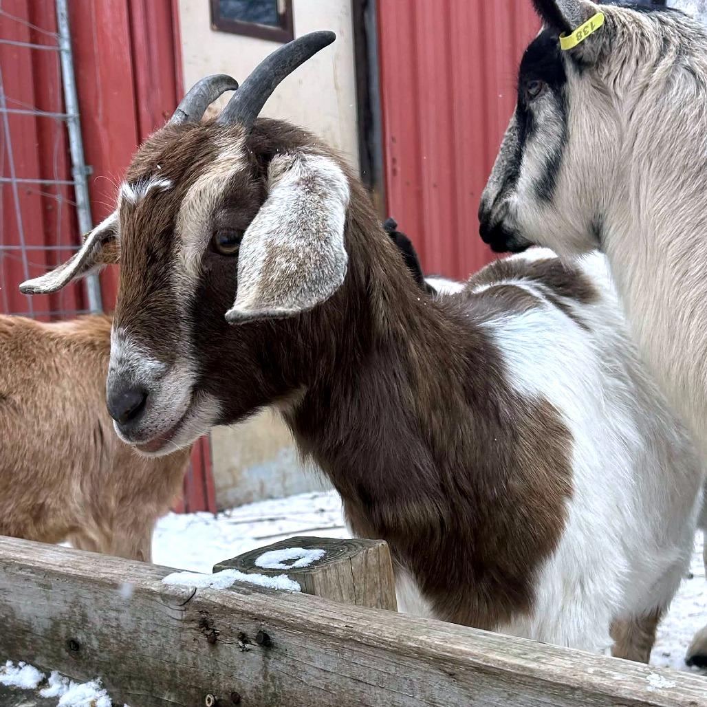 Enlarge Edith, a Adoptable mixed breed in Fairport, NY image 2/3