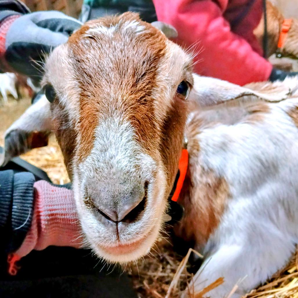 Enlarge Edith, a Adoptable mixed breed in Fairport, NY image 3/3