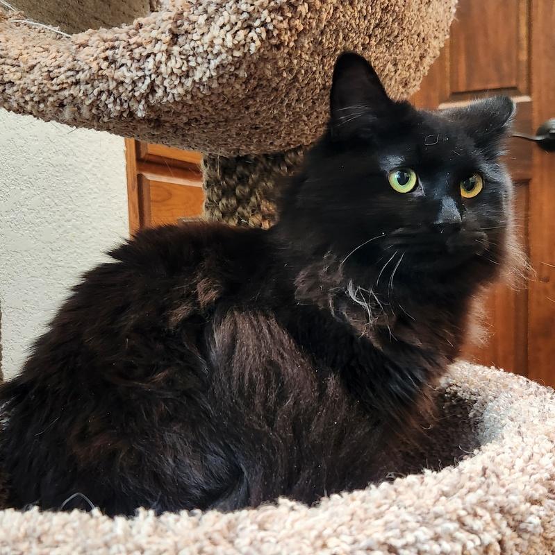 Enlarge Cooper, a ADOPTABLE mixed breed in Oklahoma City, OK image 3/5