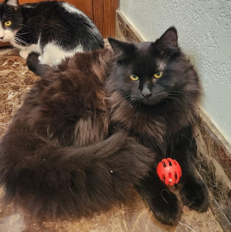 Enlarge Cooper, a ADOPTABLE mixed breed in Oklahoma City, OK image 4/5