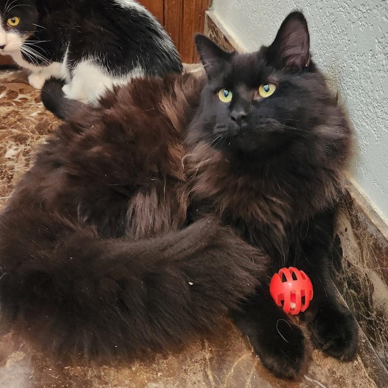 Enlarge Cooper, a ADOPTABLE mixed breed in Oklahoma City, OK image 2/5