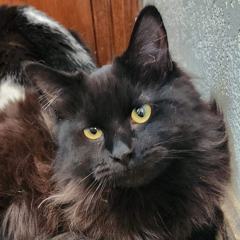 Cooper, ADOPTABLE, Young Male Domestic Long Hair.