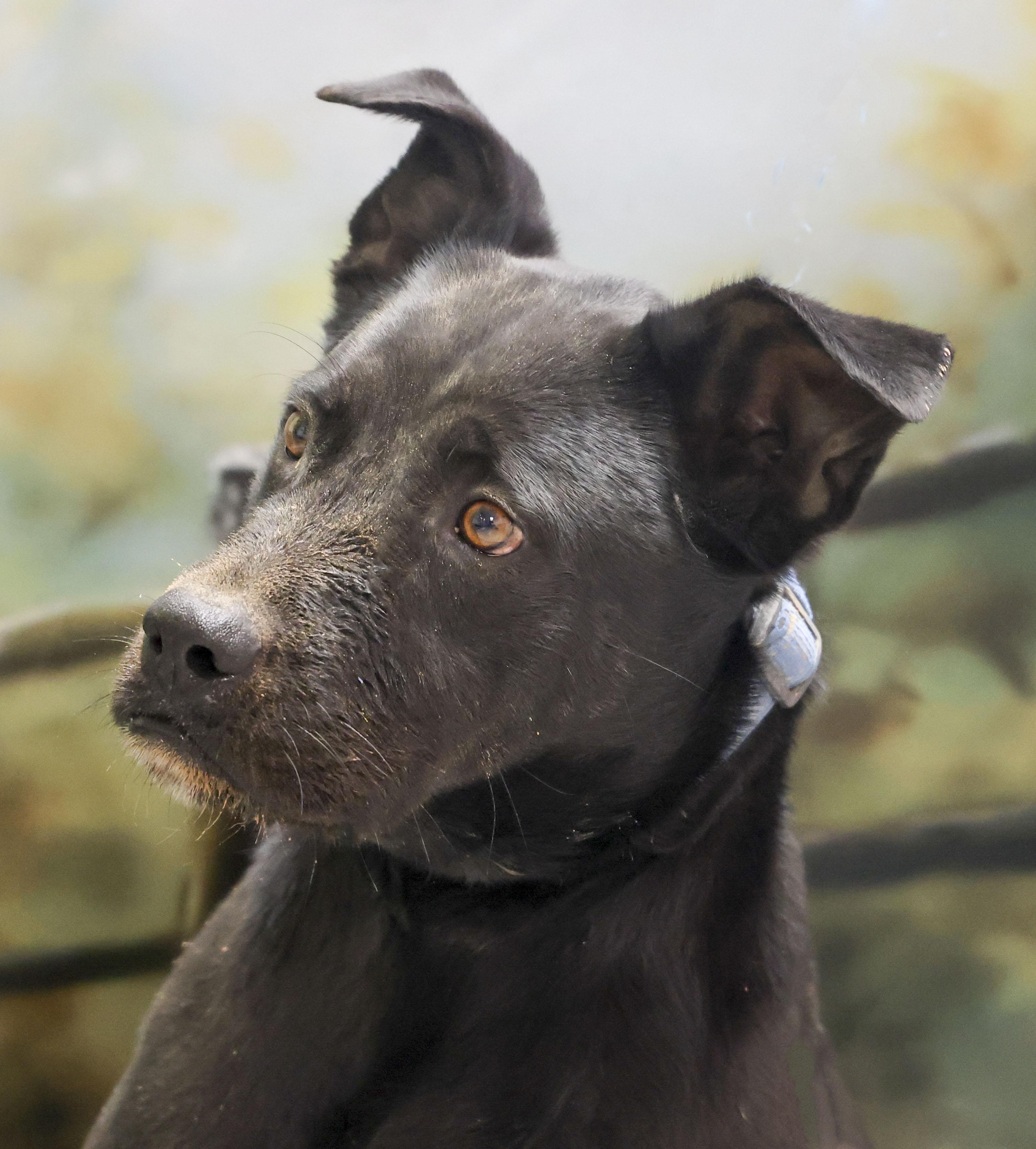 Enlarge Rupert, a Adoptable mixed breed in Casa Grande, AZ image 3/5