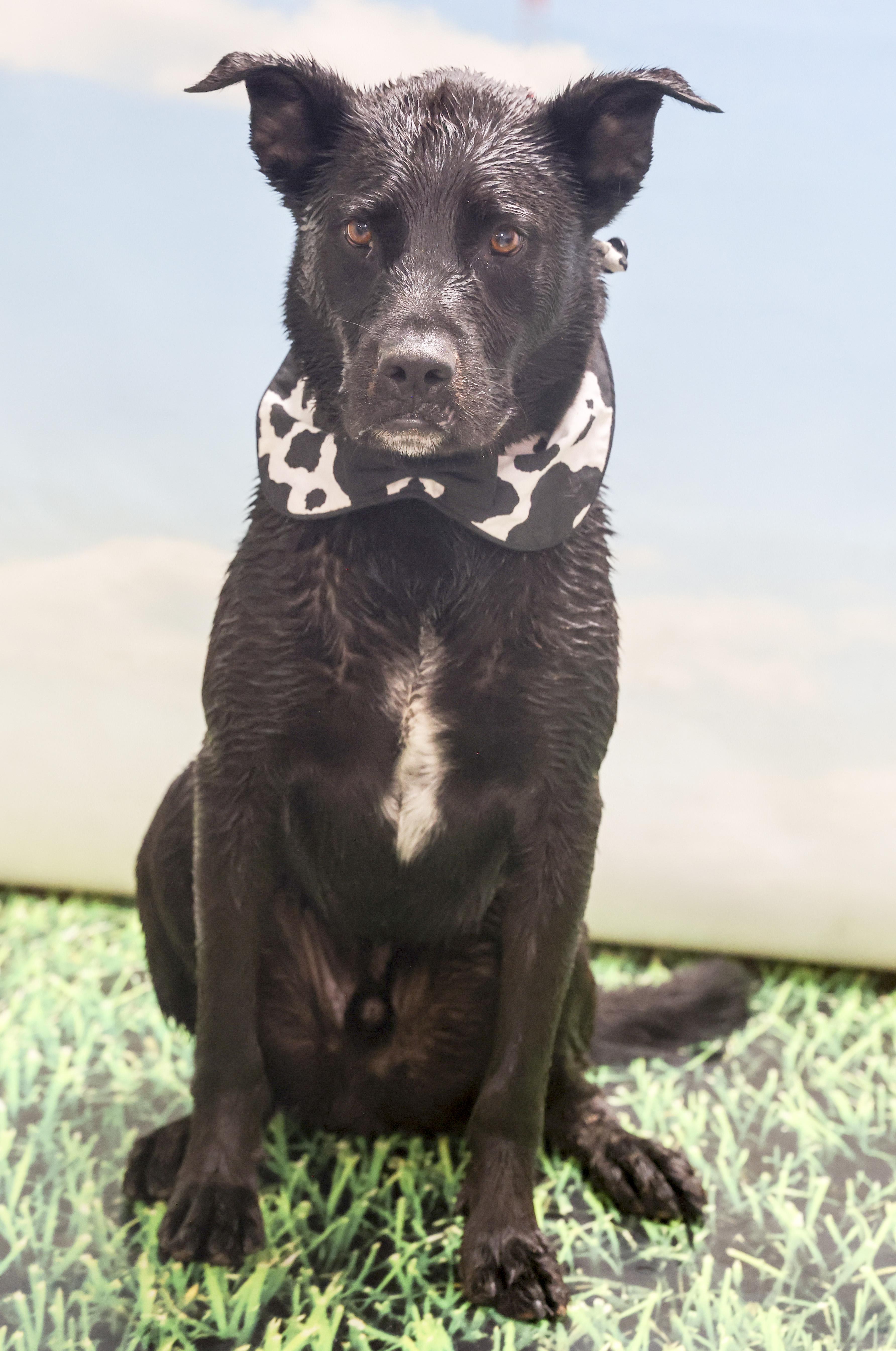 Enlarge Rupert, a Adoptable mixed breed in Casa Grande, AZ image 2/5