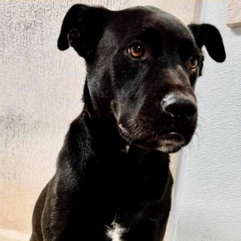 Enlarge Rupert, a Adoptable mixed breed in Casa Grande, AZ image 5/5