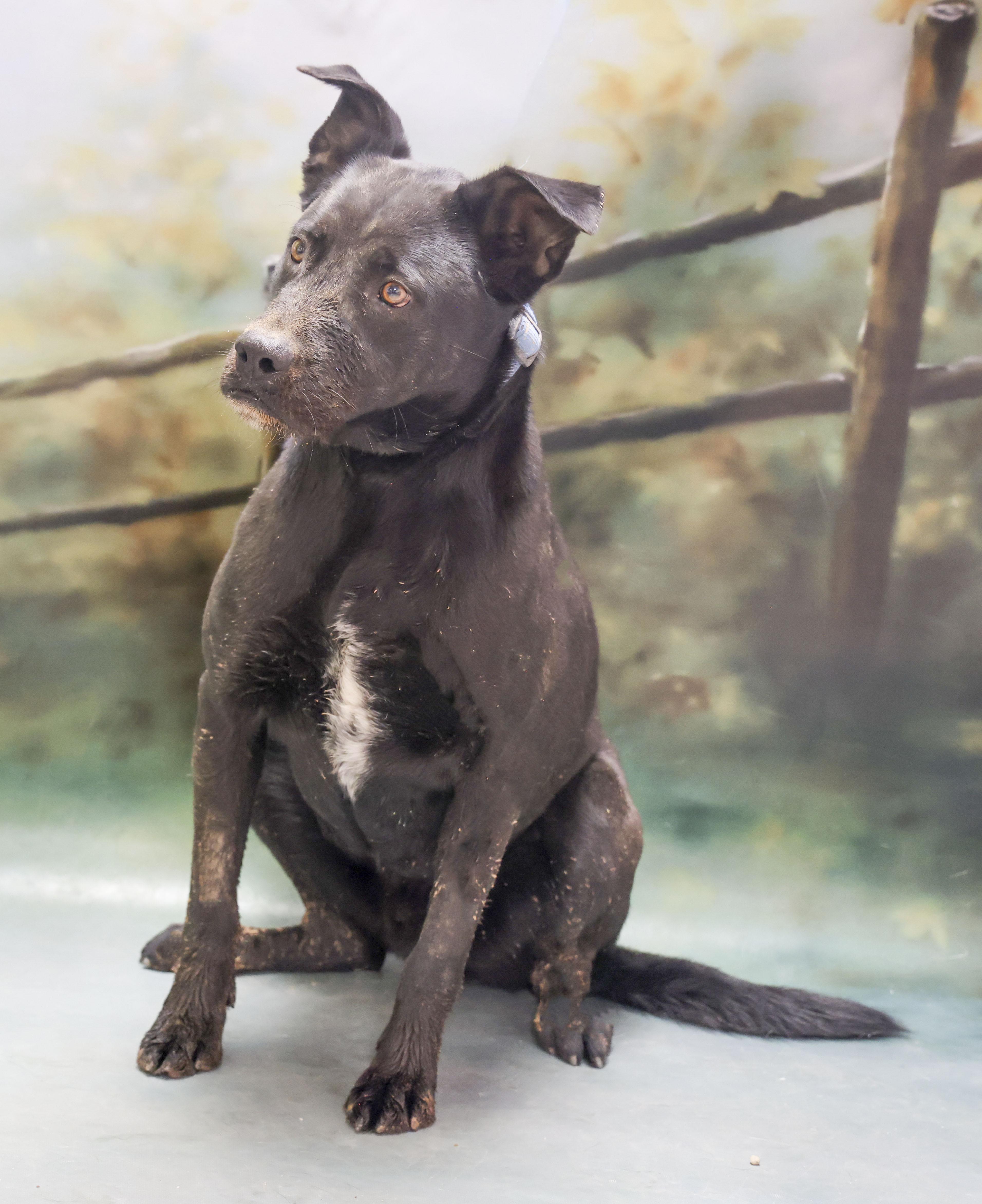 Enlarge Rupert, a Adoptable mixed breed in Casa Grande, AZ image 4/5