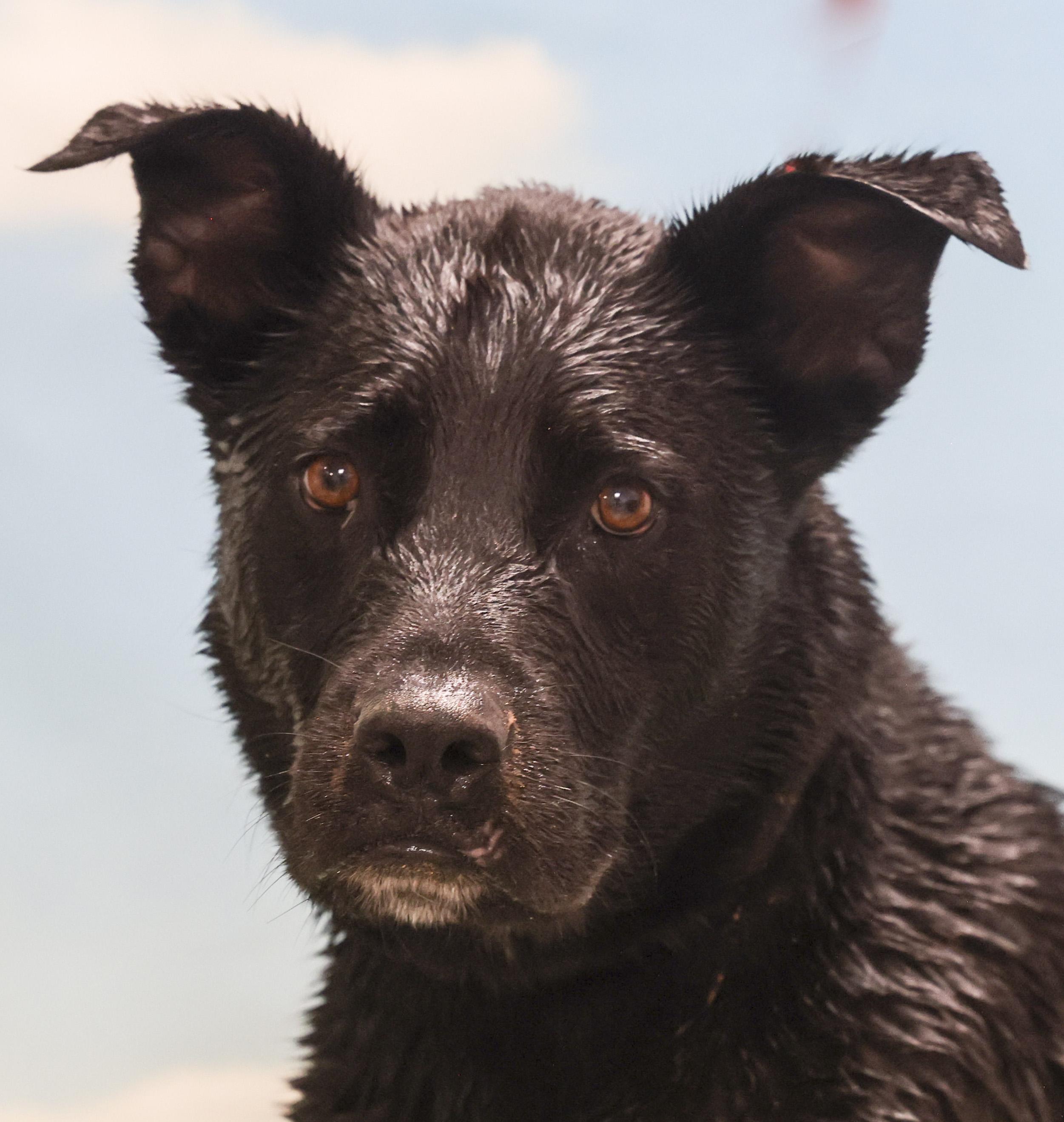 Enlarge Rupert, a Adoptable mixed breed in Casa Grande, AZ image 1/5