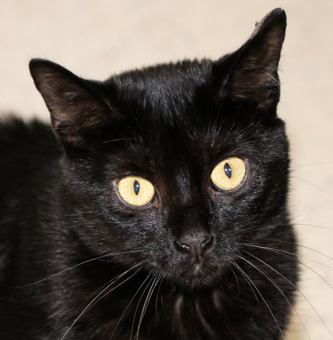 Enlarge Maude, a Adoptable Domestic Short Hair in Cincinnati, OH image 1/2