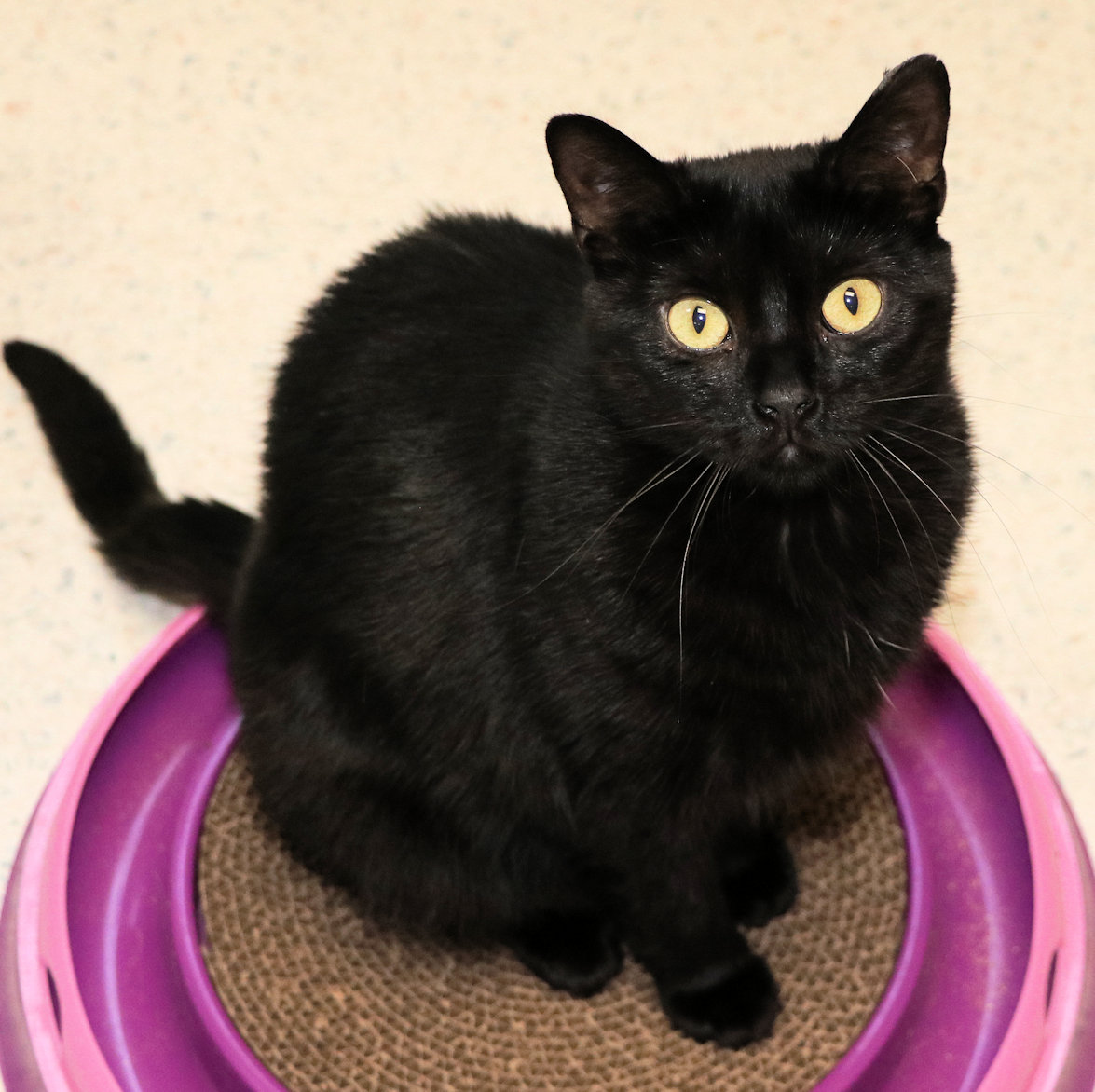 Enlarge Maude, a Adoptable Domestic Short Hair in Cincinnati, OH image 2/2