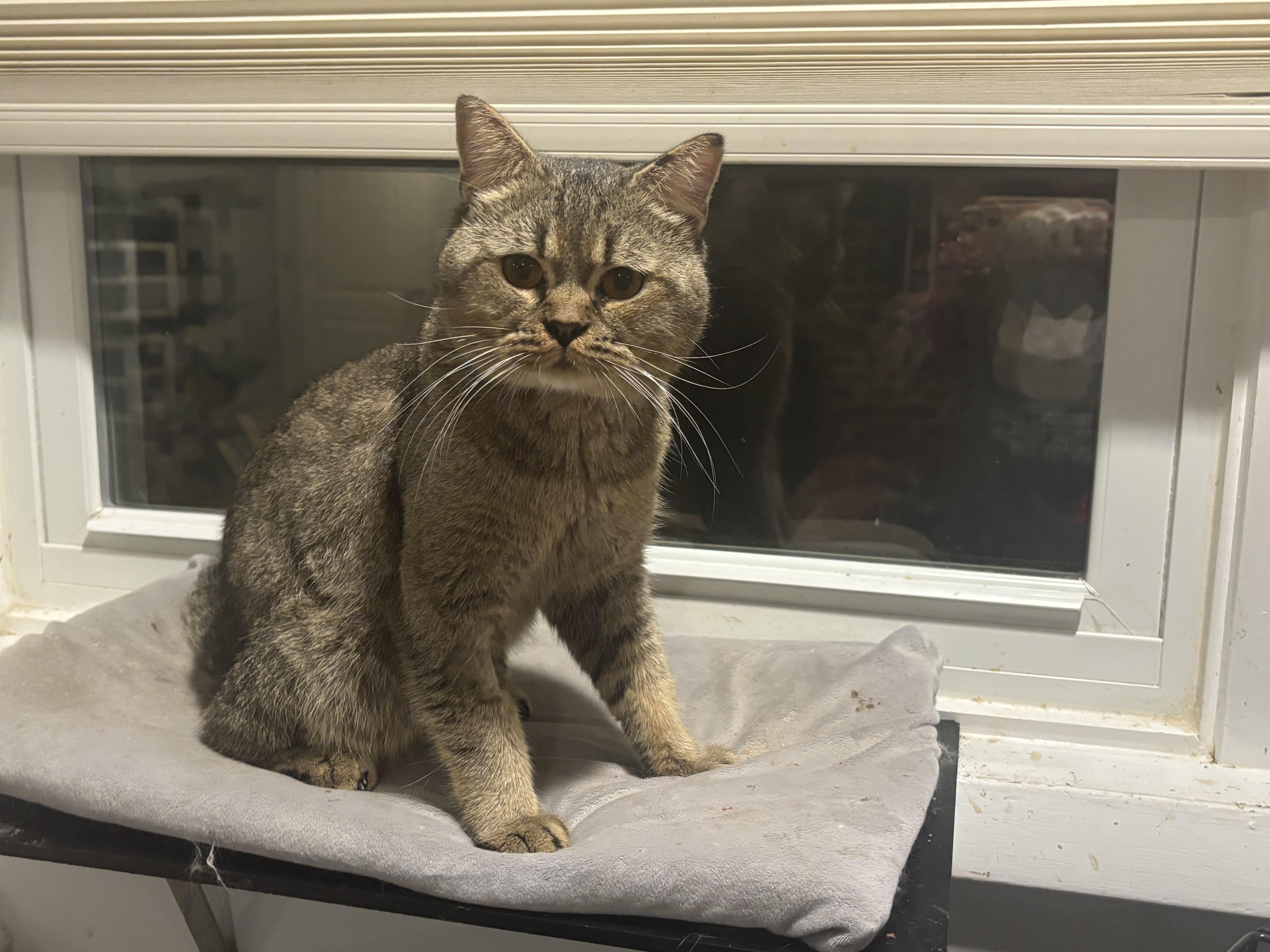 Meshmesh (British Shorthair), Adoptable, Young Male British Shorthair.