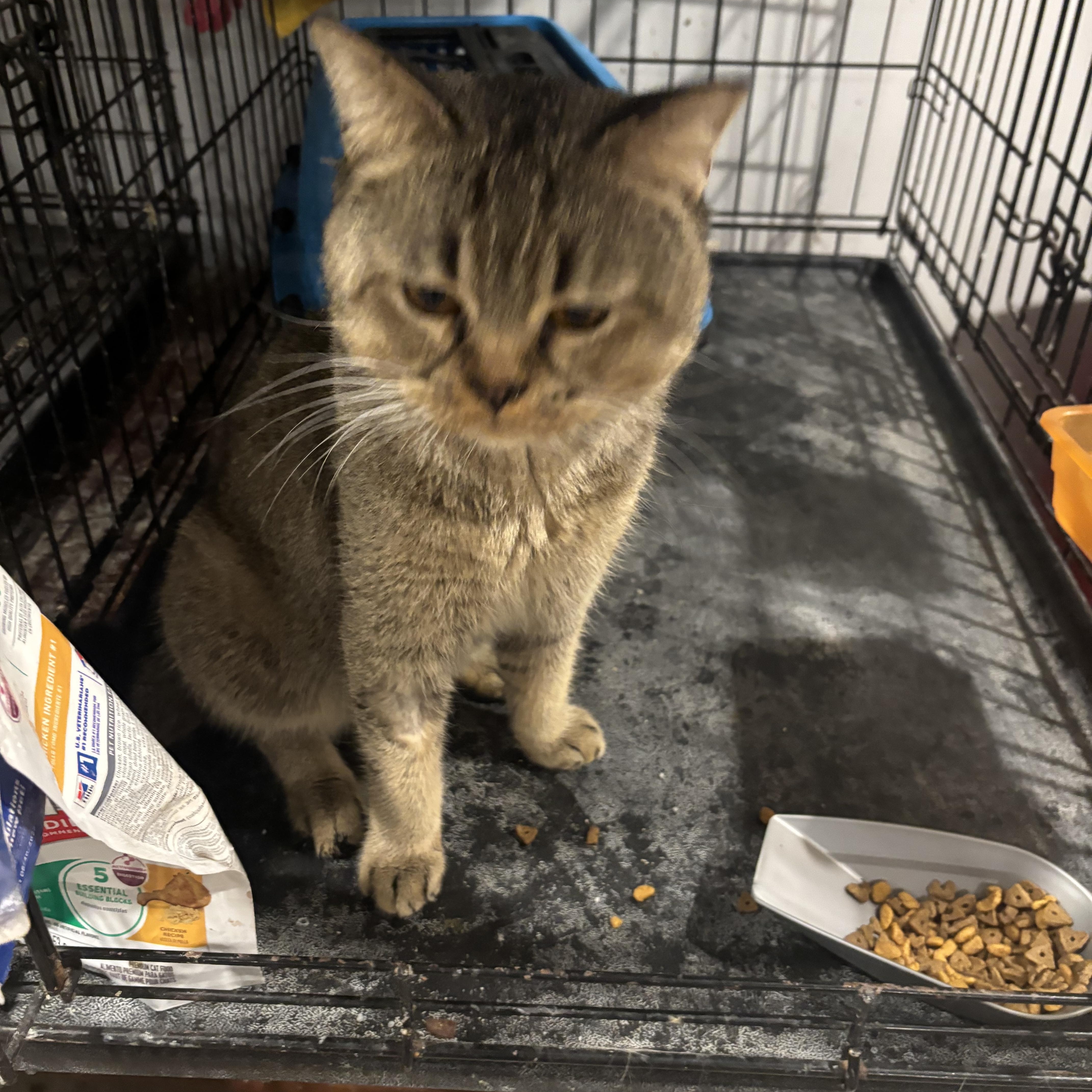 Enlarge Meshmesh (British Shorthair), a Adoptable British Shorthair in Fairfax, VA image 2/4