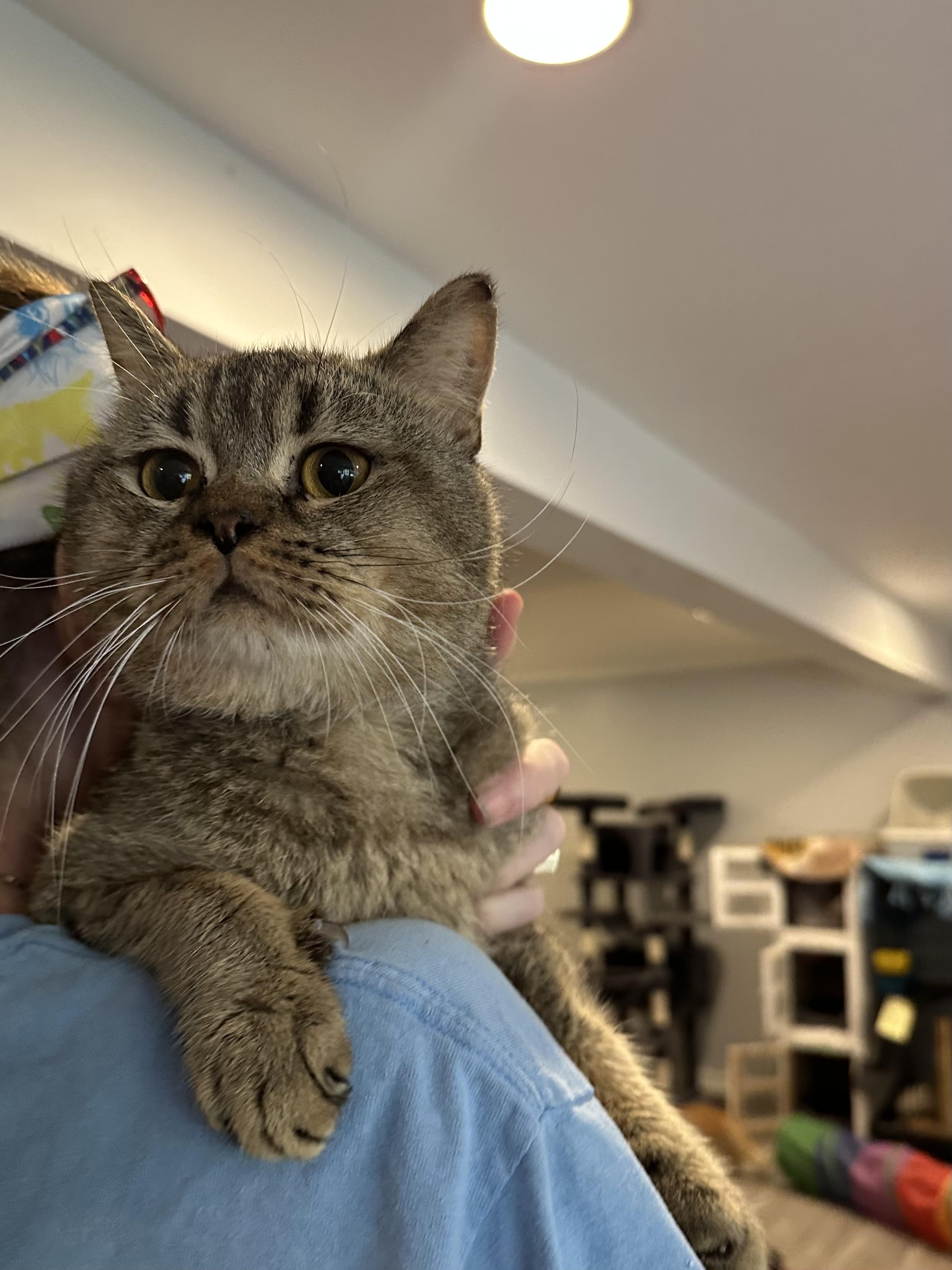 Enlarge Meshmesh (British Shorthair), a Adoptable British Shorthair in Fairfax, VA image 3/4