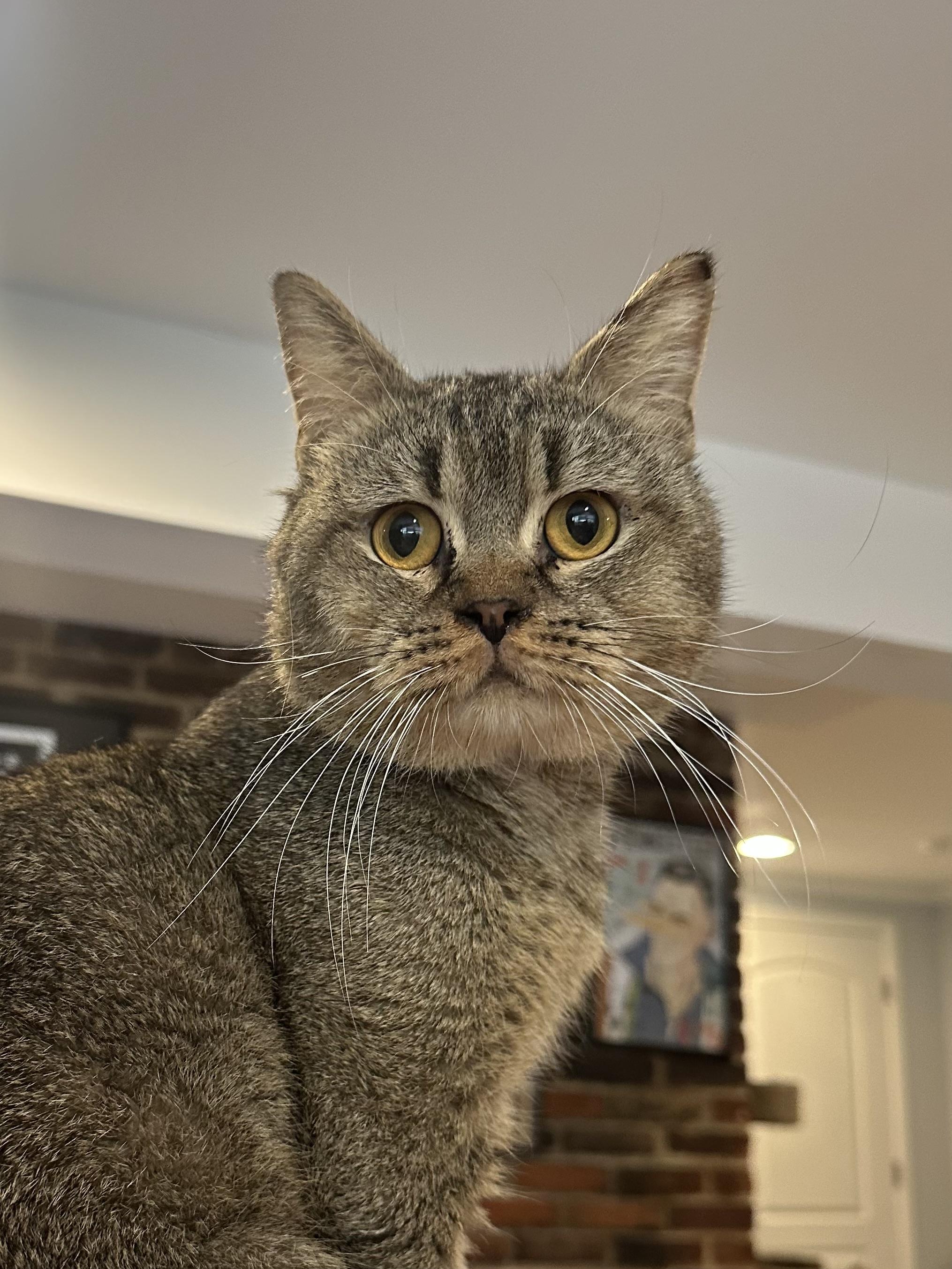 Enlarge Meshmesh (British Shorthair), a Adoptable British Shorthair in Fairfax, VA image 4/4