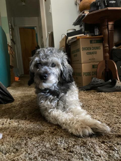 Enlarge Sullivan, a Adoptable mixed breed in Herriman, UT image 6/6