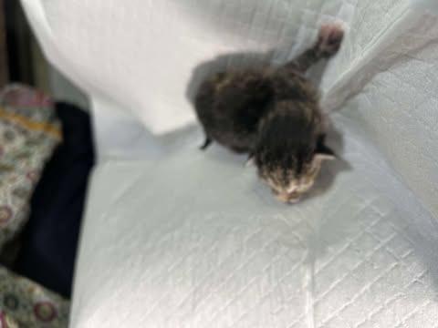 Daisy, Adoptable, Young Female Domestic Short Hair.