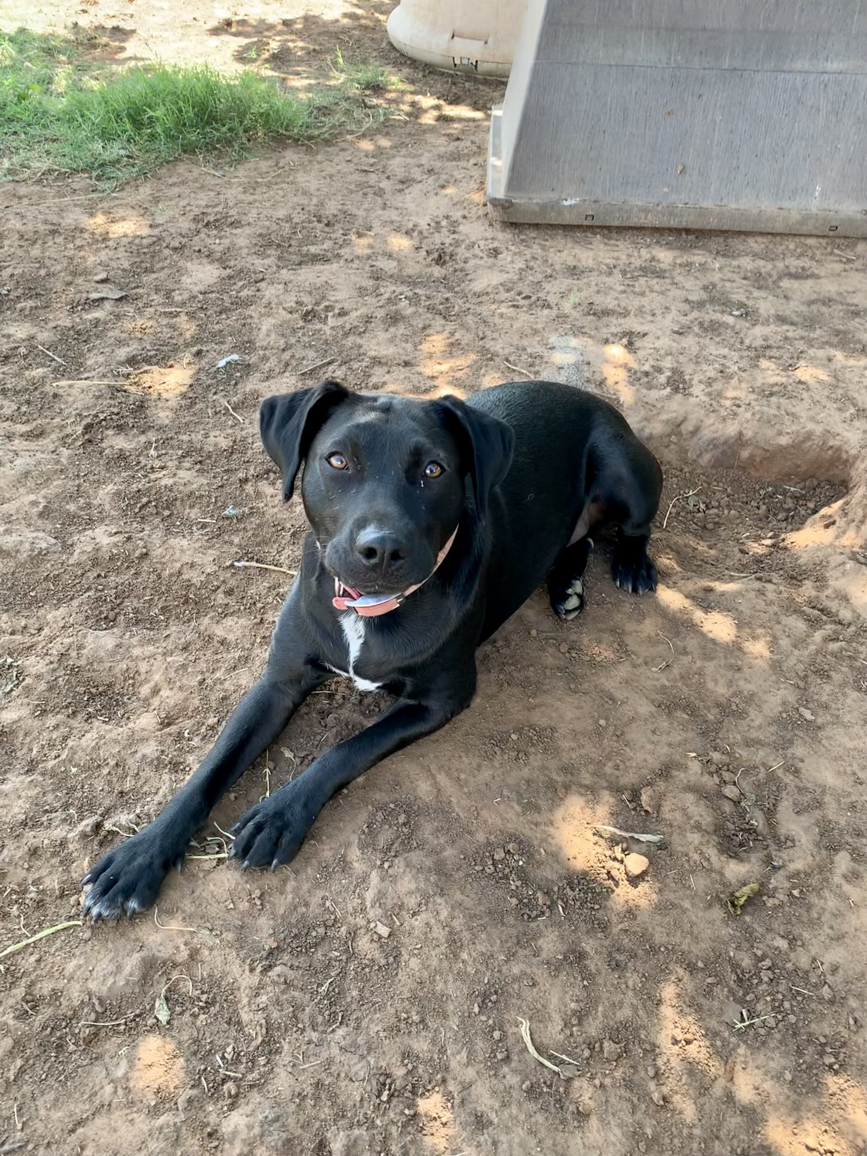 Texas Tea — thumbnail 2