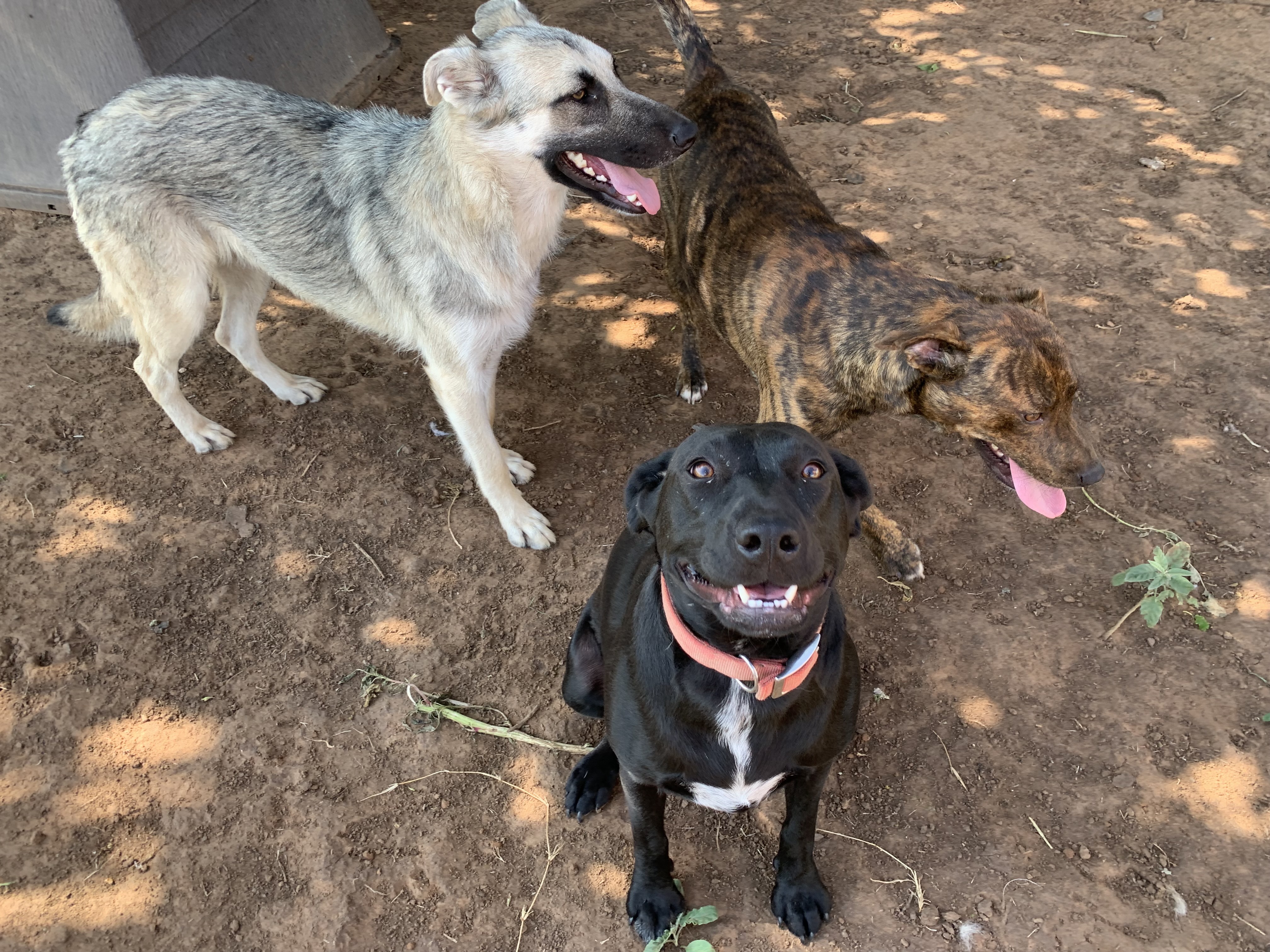 Texas Tea — thumbnail 3