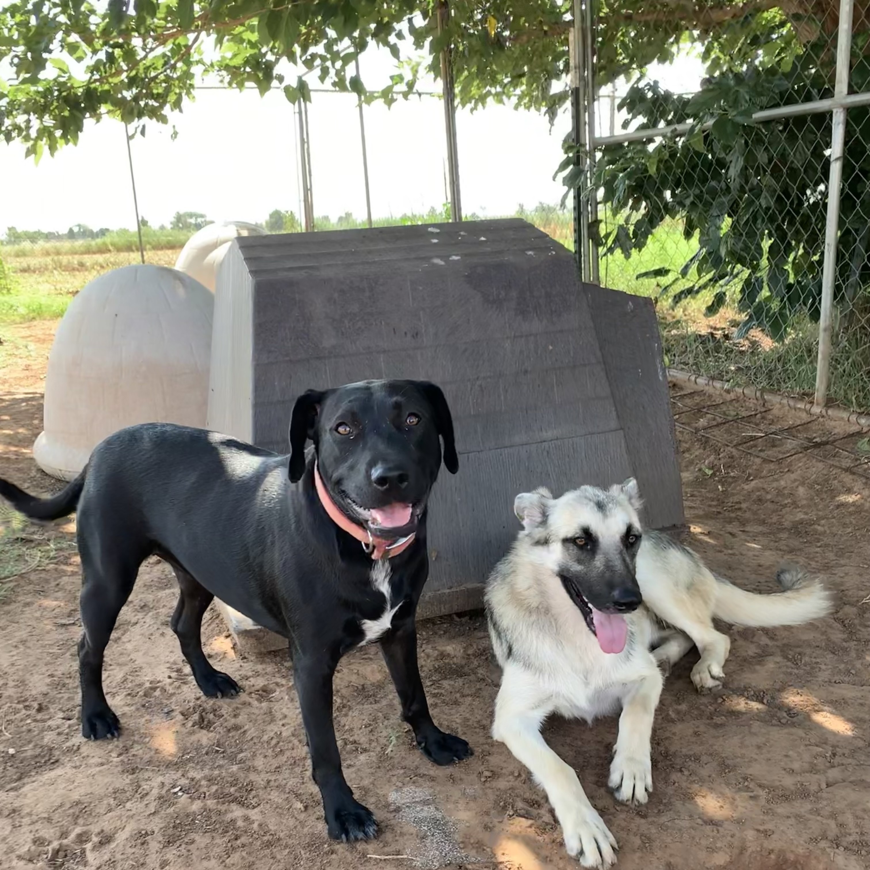 Texas Tea — thumbnail 4