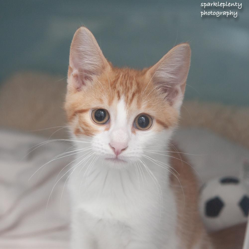 Gilligan, an adopted Domestic Short Hair in Ridgefield, CT image 2/2