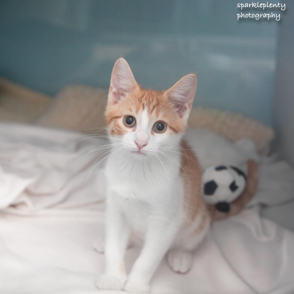 Gilligan, adopted, Kitten Male Domestic Short Hair.