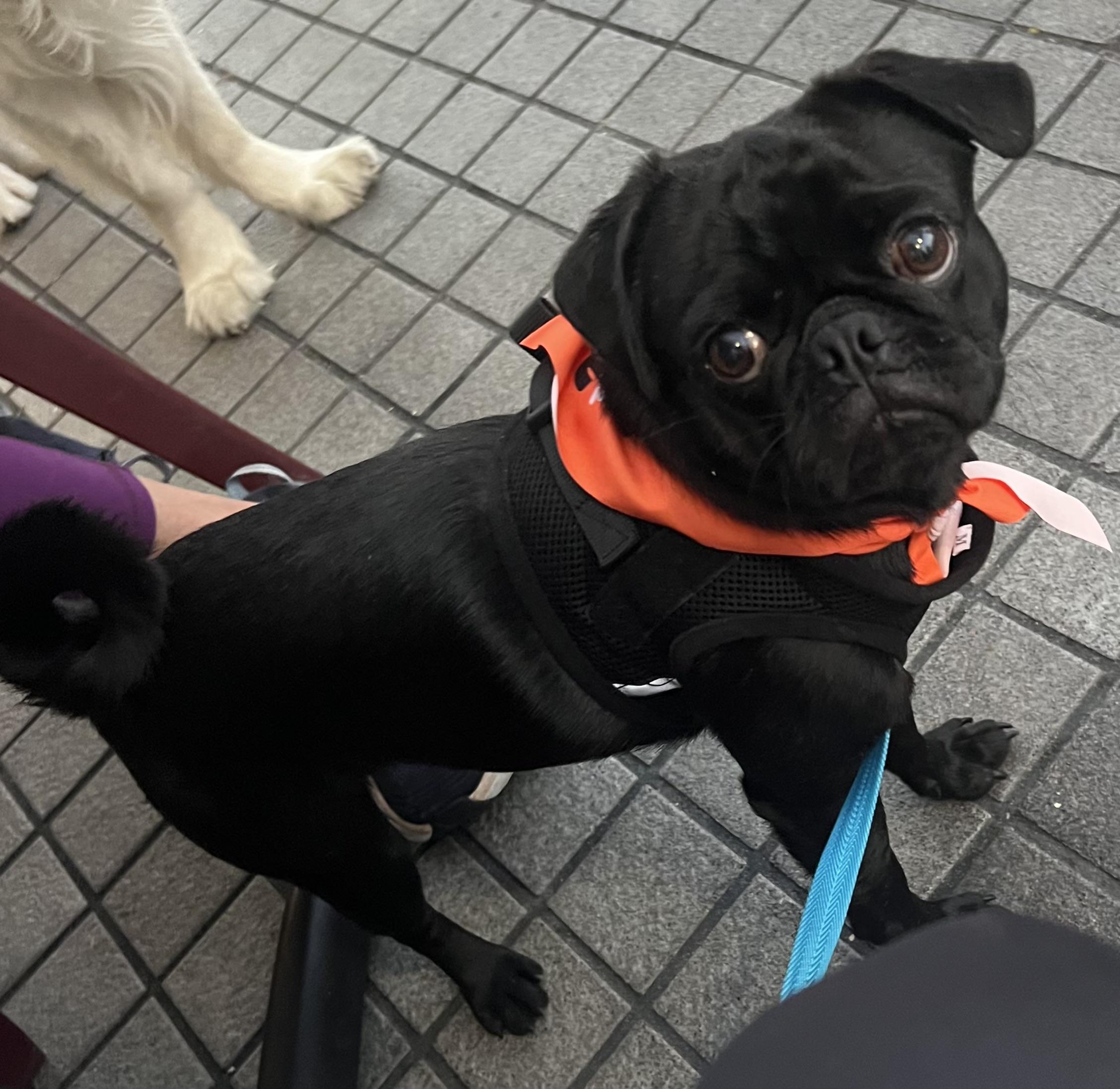 Ollie