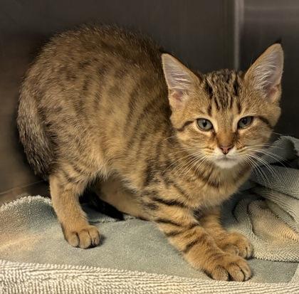 Rishon, Adoptable, Kitten Male Domestic Short Hair & Domestic Short Hair.