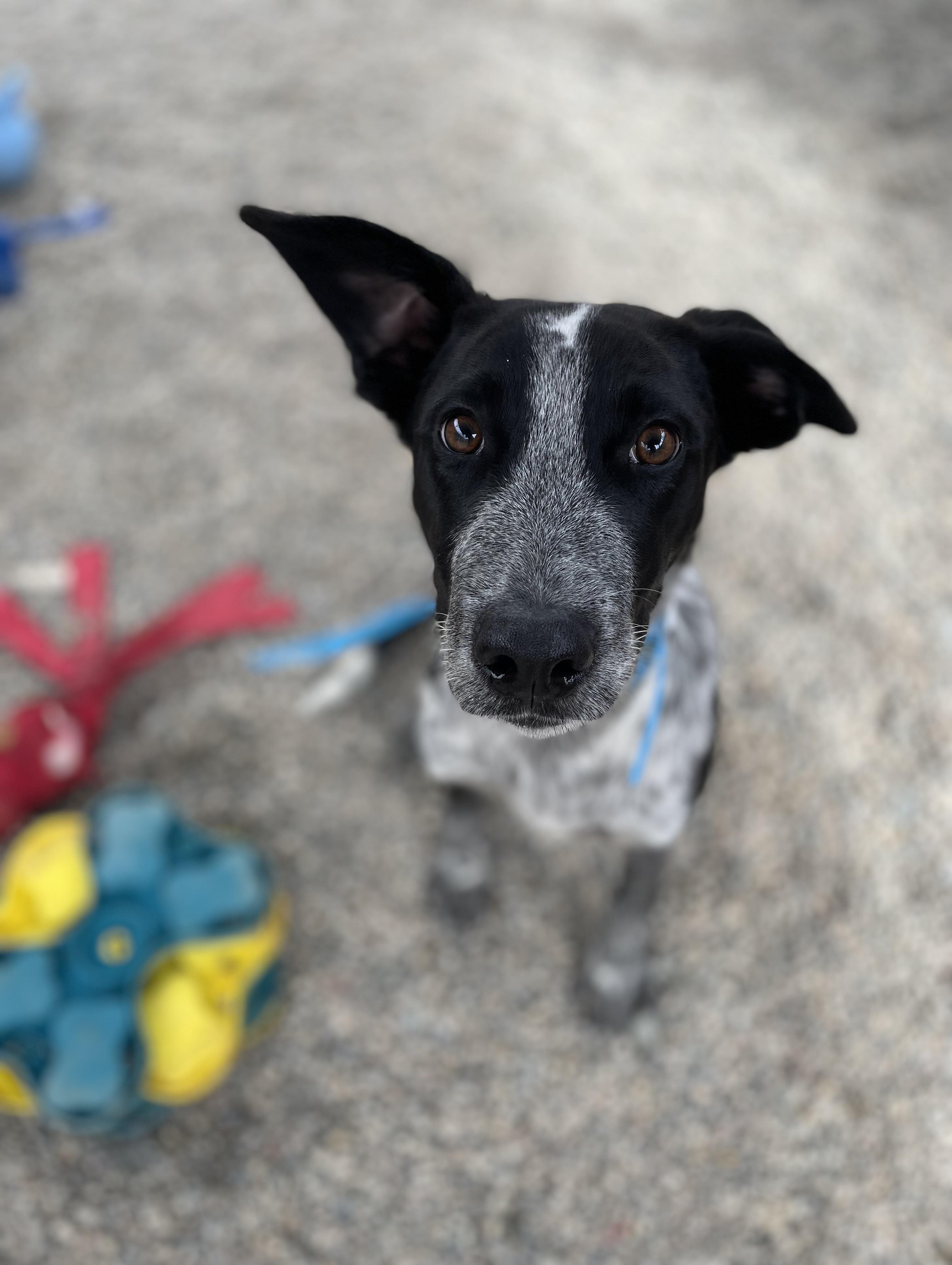 Enlarge Stewart, a Adoptable mixed breed in Oxford, MI image 3/6