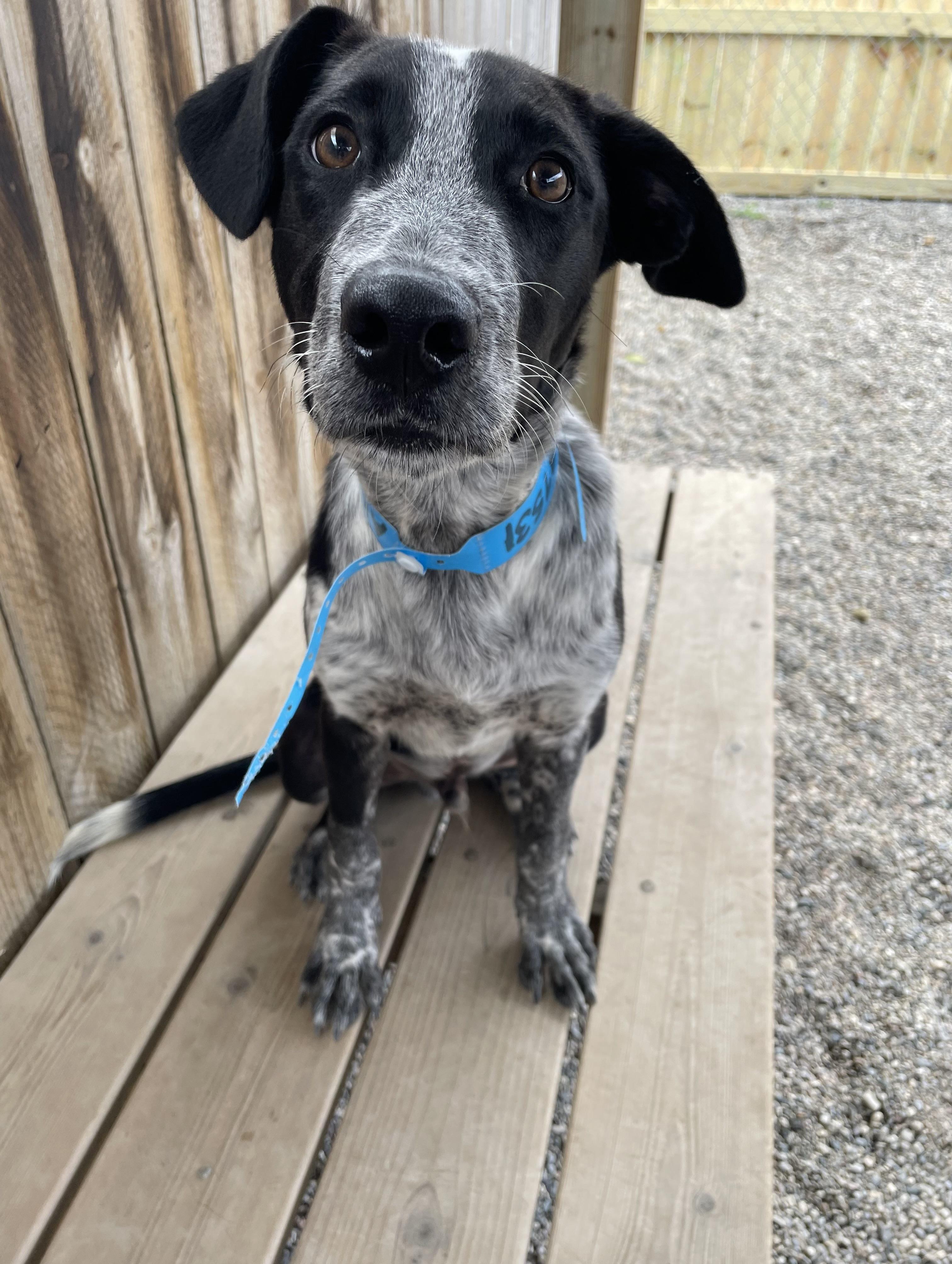 Enlarge Stewart, a Adoptable mixed breed in Oxford, MI image 4/6