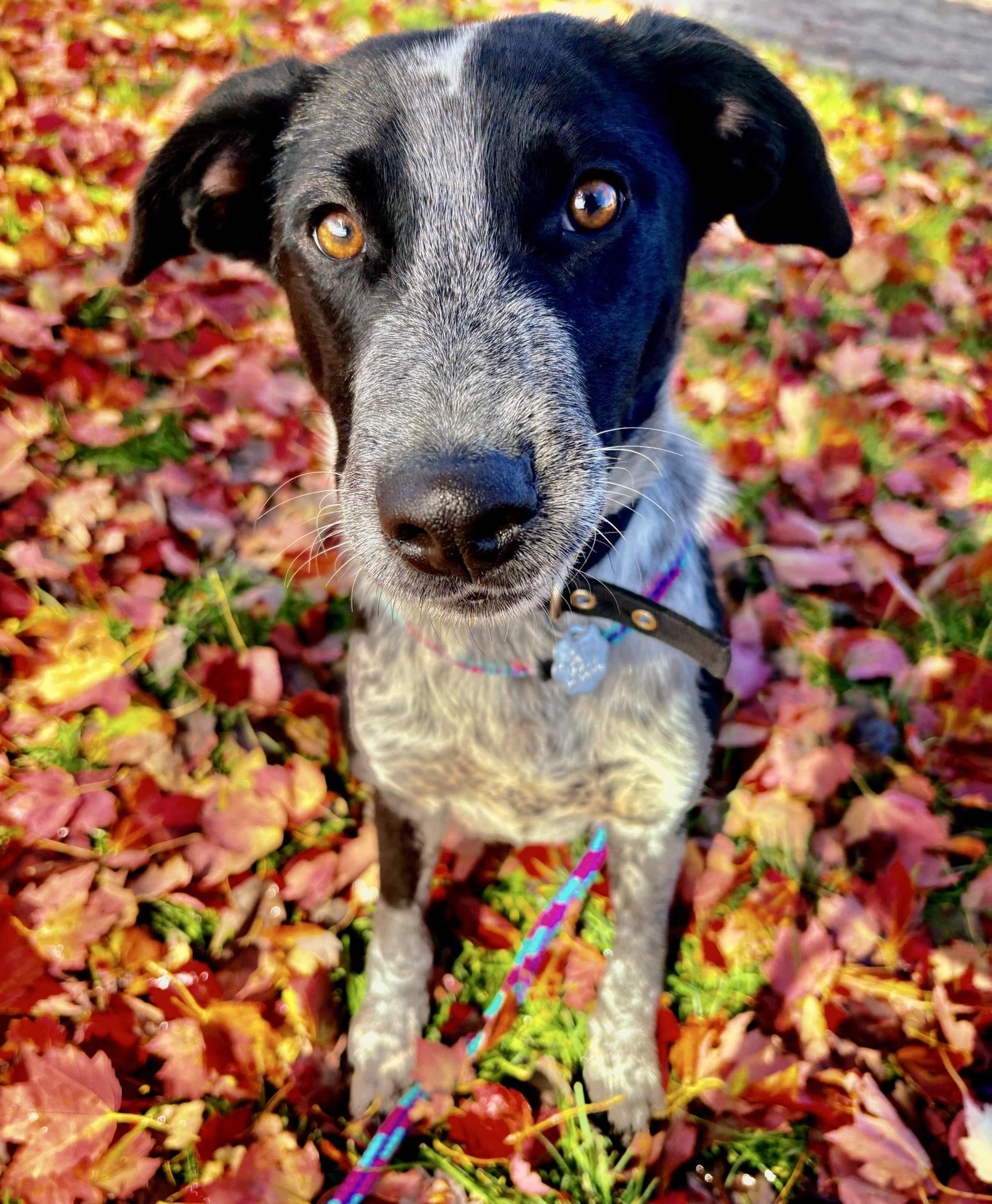 Enlarge Stewart, a Adoptable mixed breed in Oxford, MI image 5/6