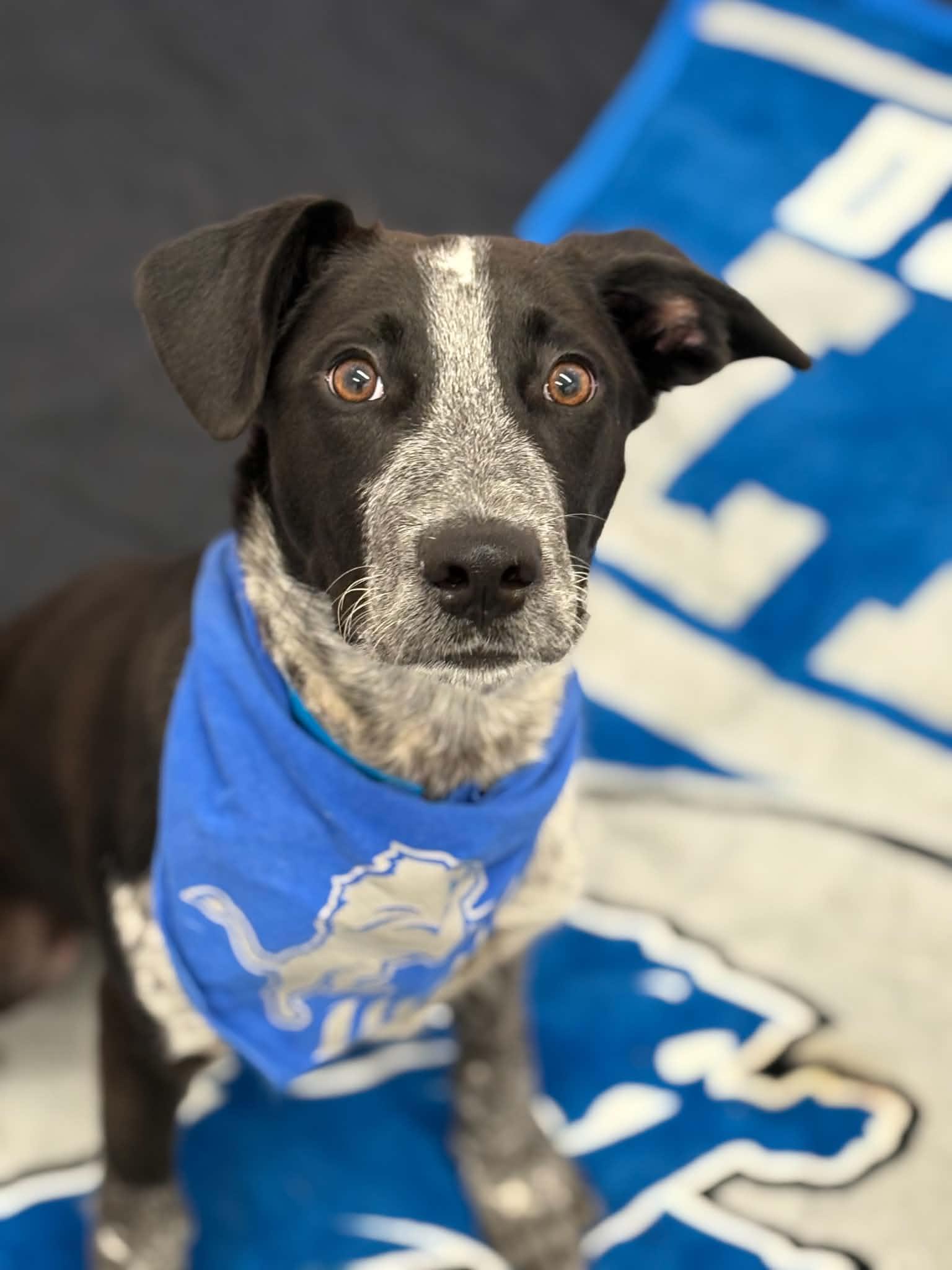 Enlarge Stewart, a Adoptable mixed breed in Oxford, MI image 1/6