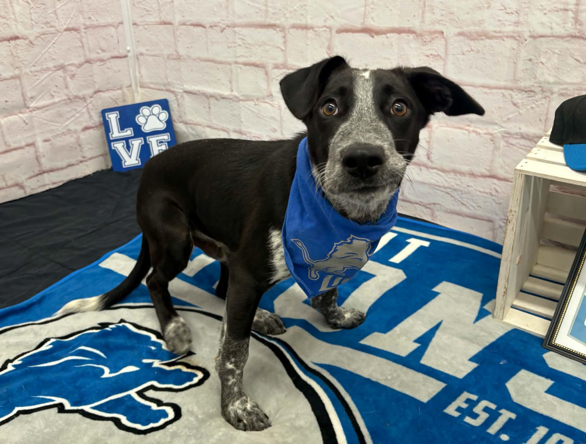 Enlarge Stewart, a Adoptable mixed breed in Oxford, MI image 2/6