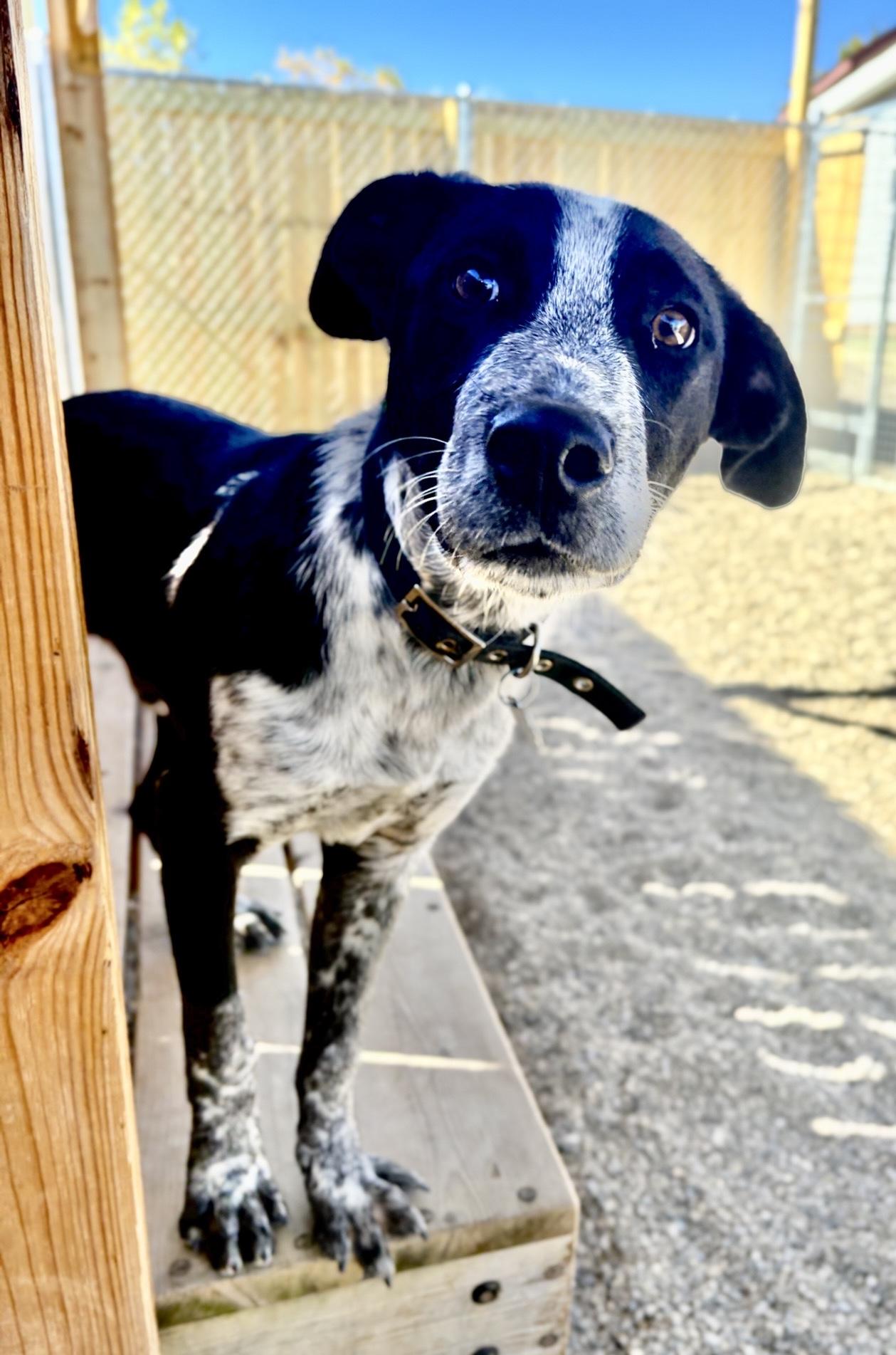 Enlarge Stewart, a Adoptable mixed breed in Oxford, MI image 6/6