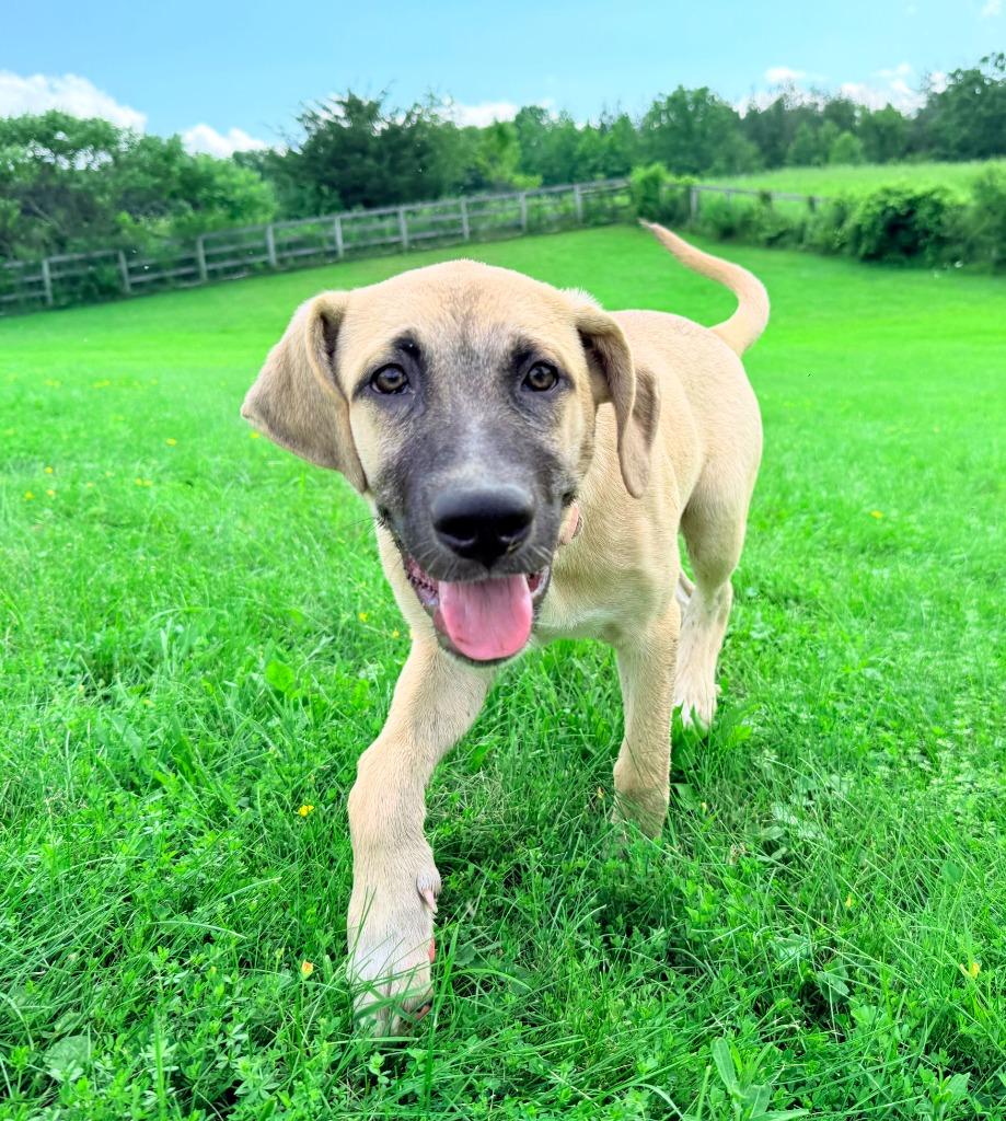 Roux, Adoptable, Puppy Female Hound & Mixed Breed.