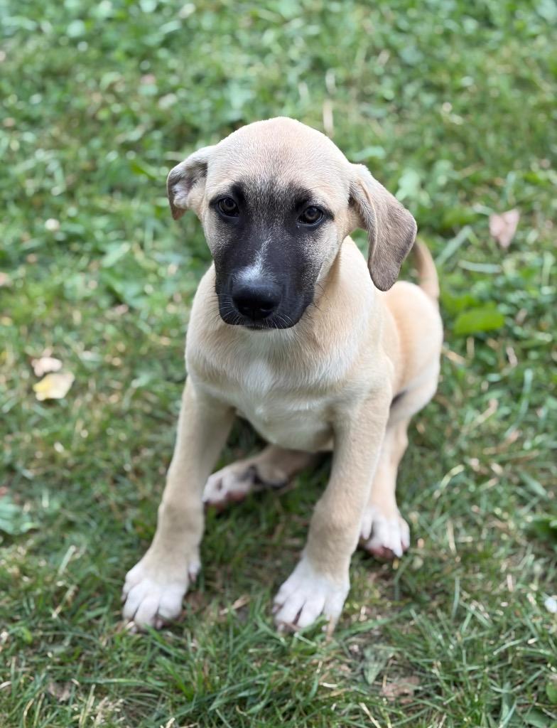 Enlarge Roux, a Adoptable mixed breed in Hudson, NY image 2/4