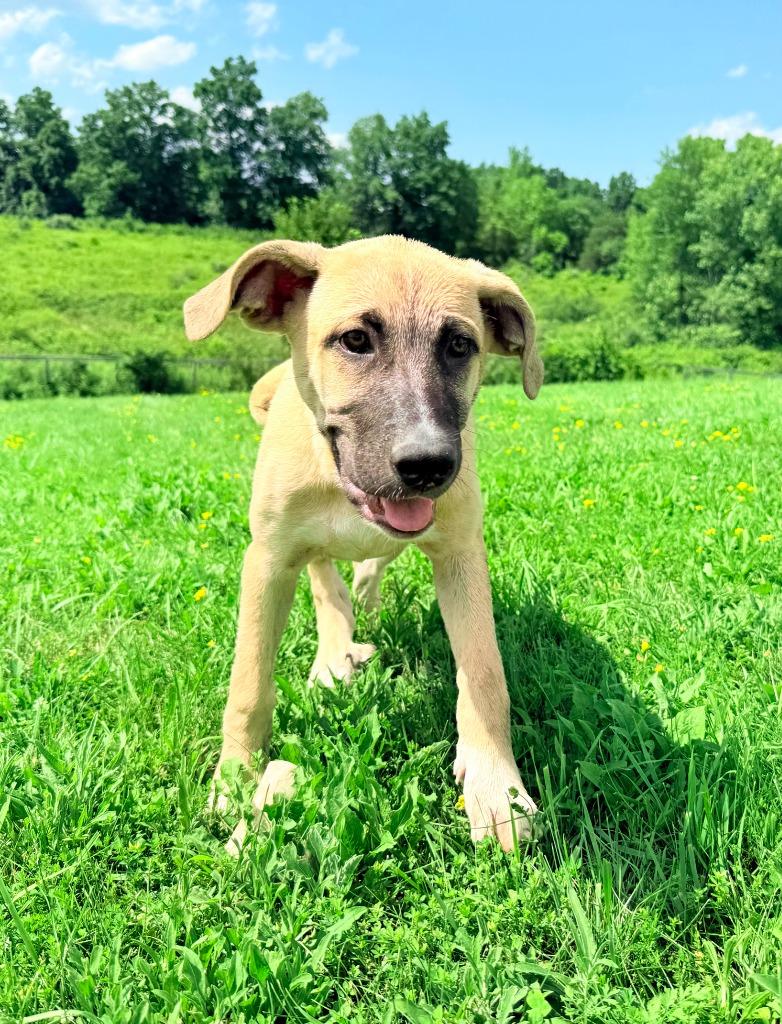 Enlarge Roux, a Adoptable mixed breed in Hudson, NY image 3/4