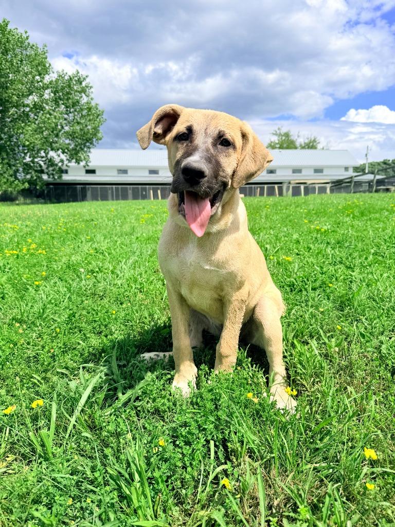 Enlarge Roux, a Adoptable mixed breed in Hudson, NY image 4/4