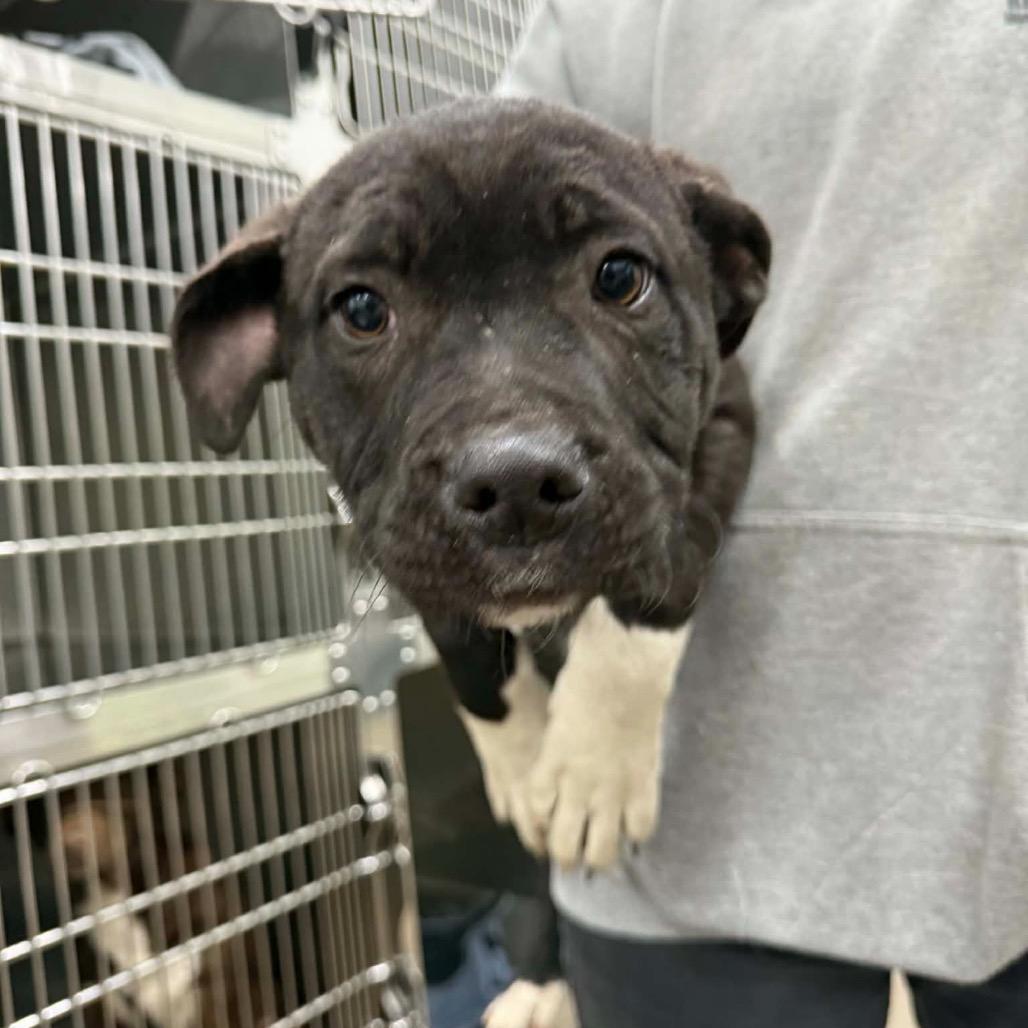 Enlarge Pookie, a Adoptable Mixed Breed in Corbin, KY image 1/1