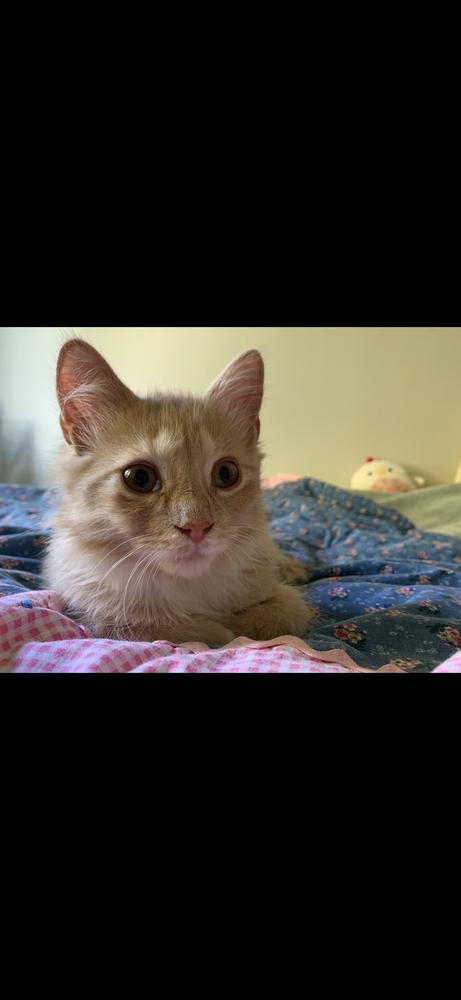 Mackerel (bonded with Tuna), Adoptable, Kitten Male Domestic Long Hair.