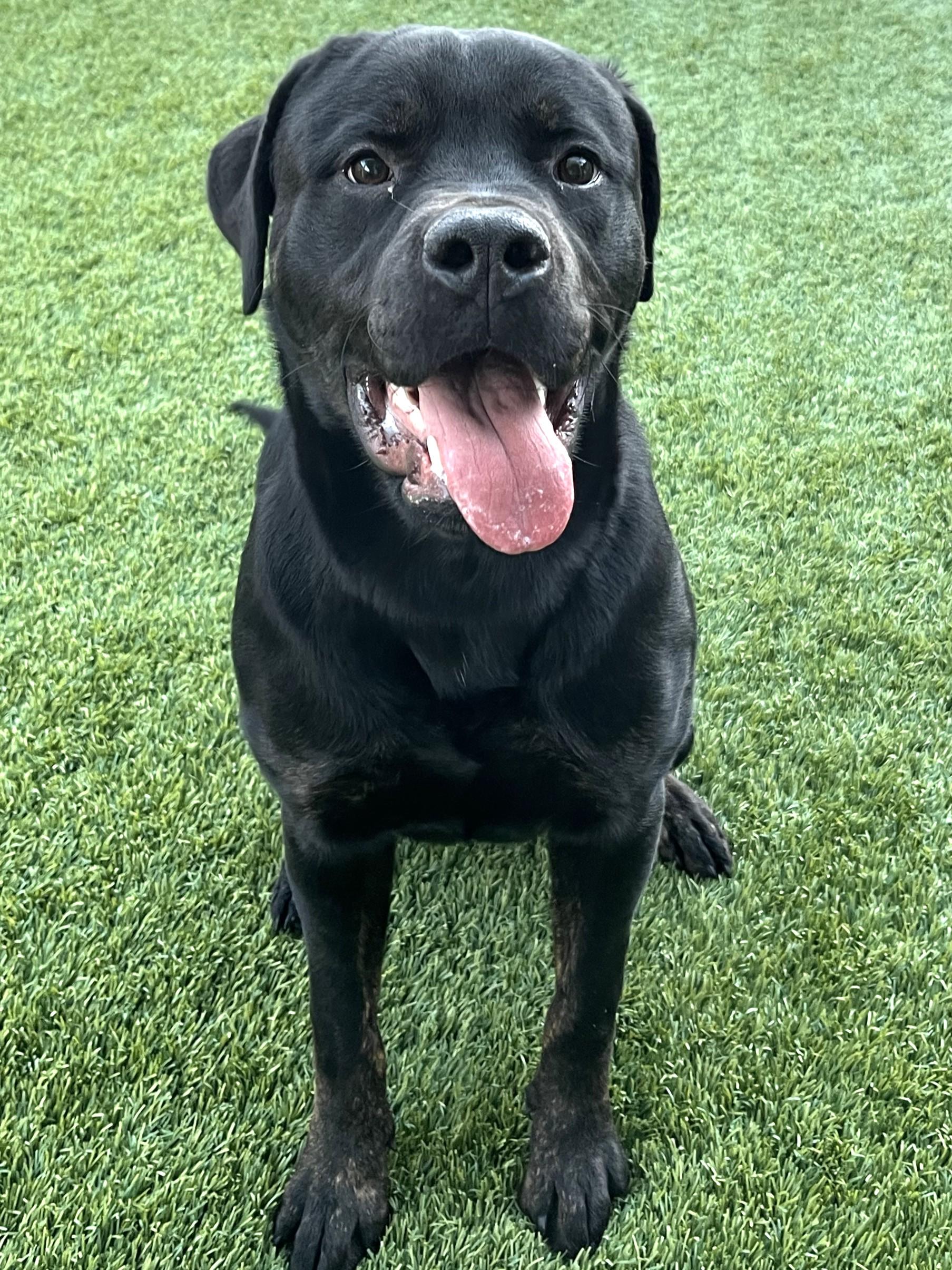 Shiloh, an adopted mixed breed in Mesquite, NV image 1/3