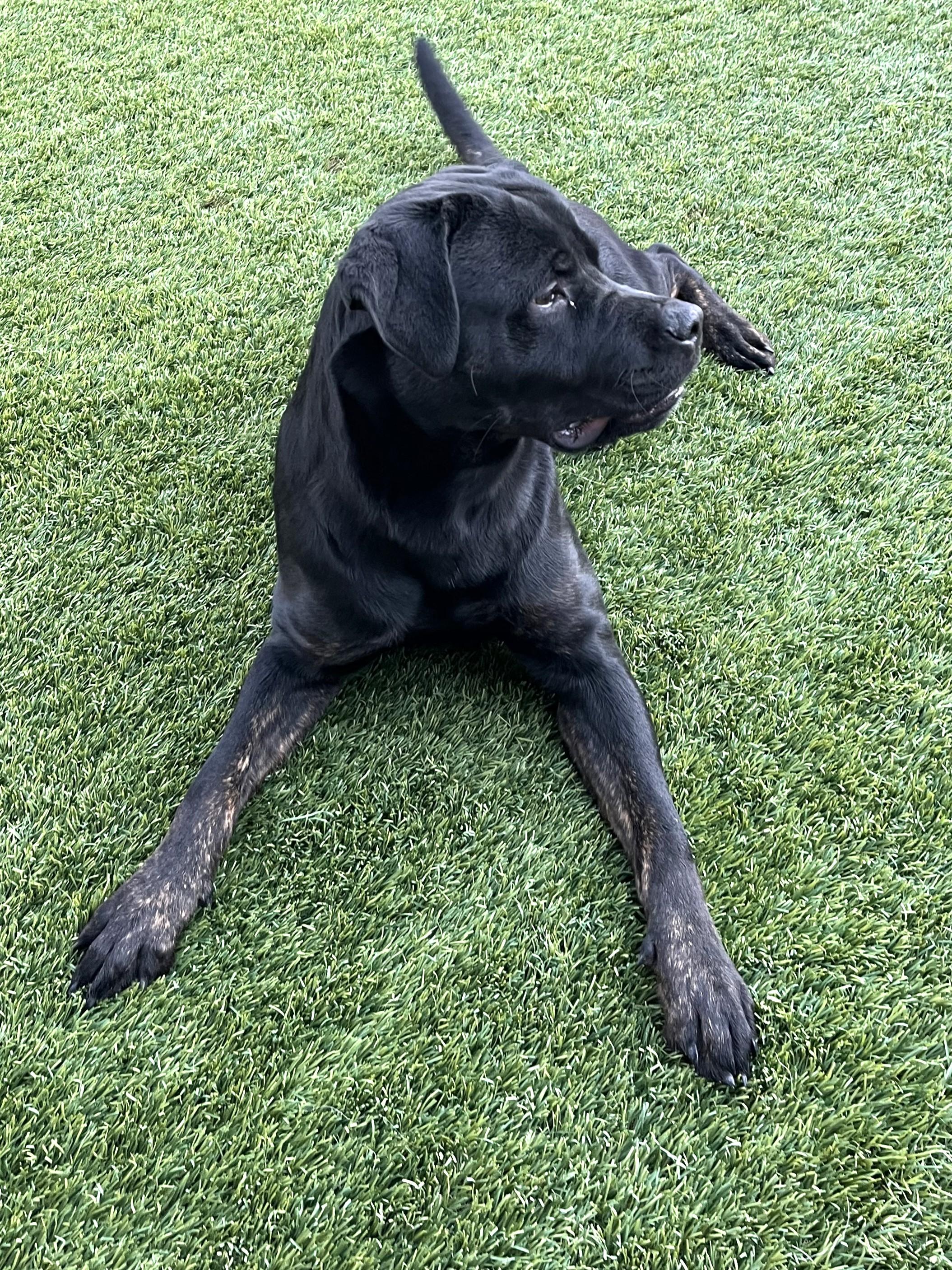 Shiloh, an adopted mixed breed in Mesquite, NV image 2/3